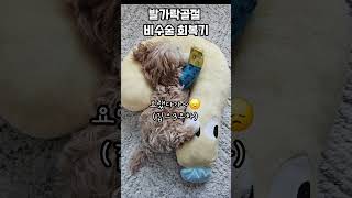 강아지 발가락 골절 비수술 치료 회복기 #축하해  #강아지골절 #강아지깁스