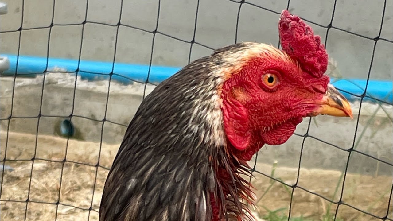 การพันผ้าเทป ป้องกันนิ้ว เล็บ ของไก่