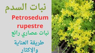 نبات السدم /Petrosedum rupestre/عصاريات/نباتات الزينة/طريقة العناية والإكثار