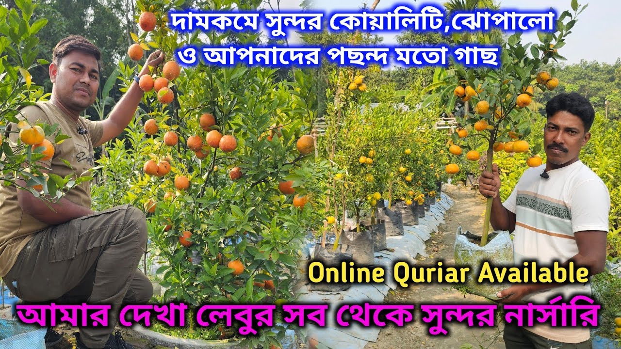 একদম কমদামে অবাক করা সুন্দর চেহারার গাছ পাবেন লেবুর এই সর্গরাজ্য থেকে । Tara Ma Nursery Visit 
