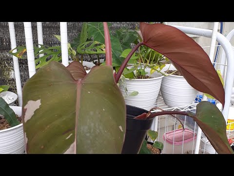 Video: Jenis Dan Budidaya Philodendron Di Dalam Ruangan