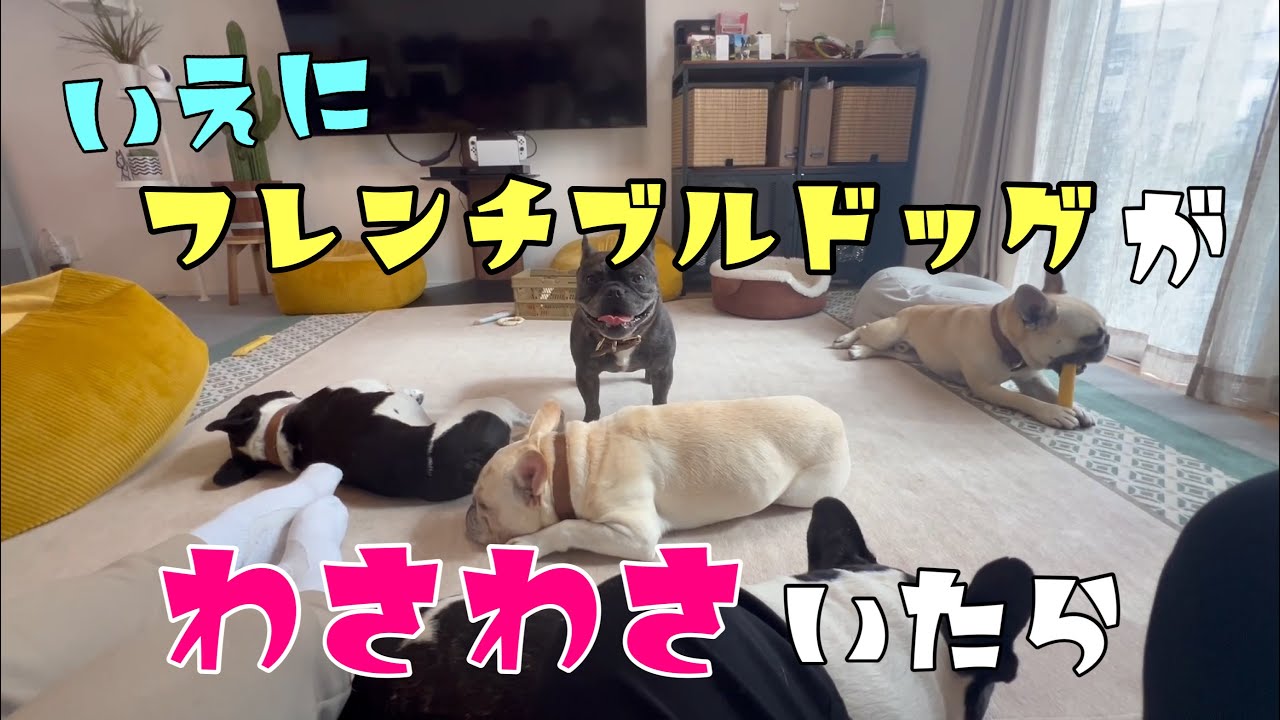 【1日密着】家にフレンチブルドッグが6頭いたら～まったり休日バージョン～