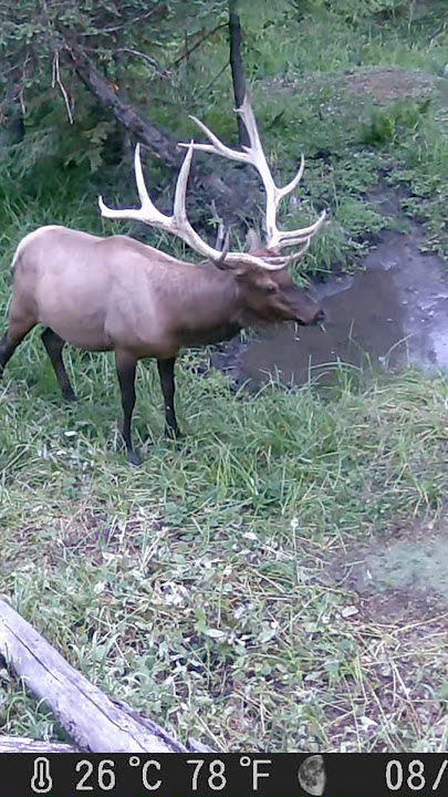 Favorite Bull Elk “Caribou” #yakventures #elk