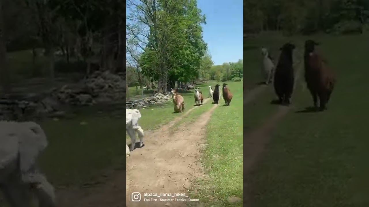 Al-paca your bags for a Llama & Alpaca Hike at Clover Brooke Farm 