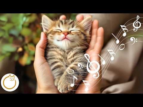 Cat Sleep Music - Relaxing Lullabies for Anxious Cats 🐱💤
