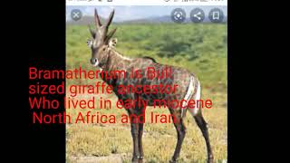 Bramatherium vs dinopithecus