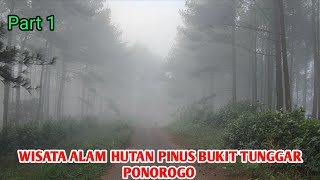 Download lagu THE BEAUTY OF BUKIT TUNGGAR PINE FOREST SAWOO PONOROGO - JEJAK ROSY
