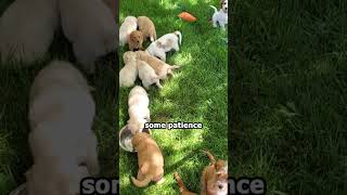 Teaching Patience And Impulse Control Early Gives Puppies A Foundation They Carry For Life.