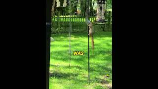 Humans Invented an Anti-Squirrel Bird Feeder. The Ending Left Me Wheezing! 💀#squirrel #funnyanimals