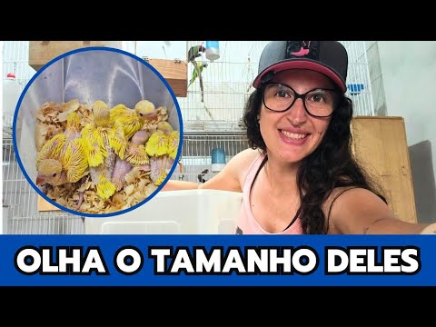 TIRANDO FILHOTES DE RING NECKS do NINHO | Olha o tamanho que já estão