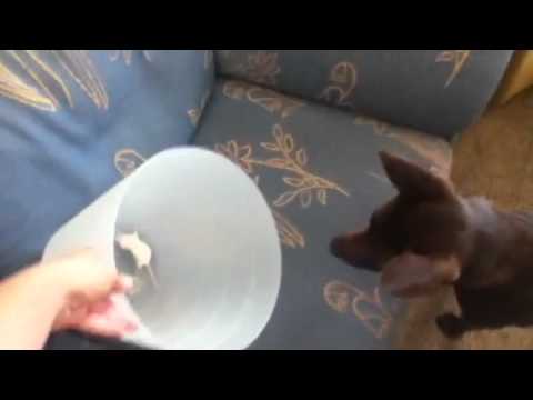 video phone beyonce mp3 My dog loves snake food lol