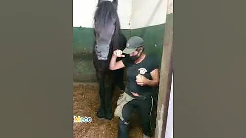 ¿Cómo de listo es un caballo?