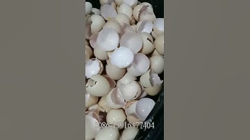 Egg yolk separator machine from automatic egg cracker separating line