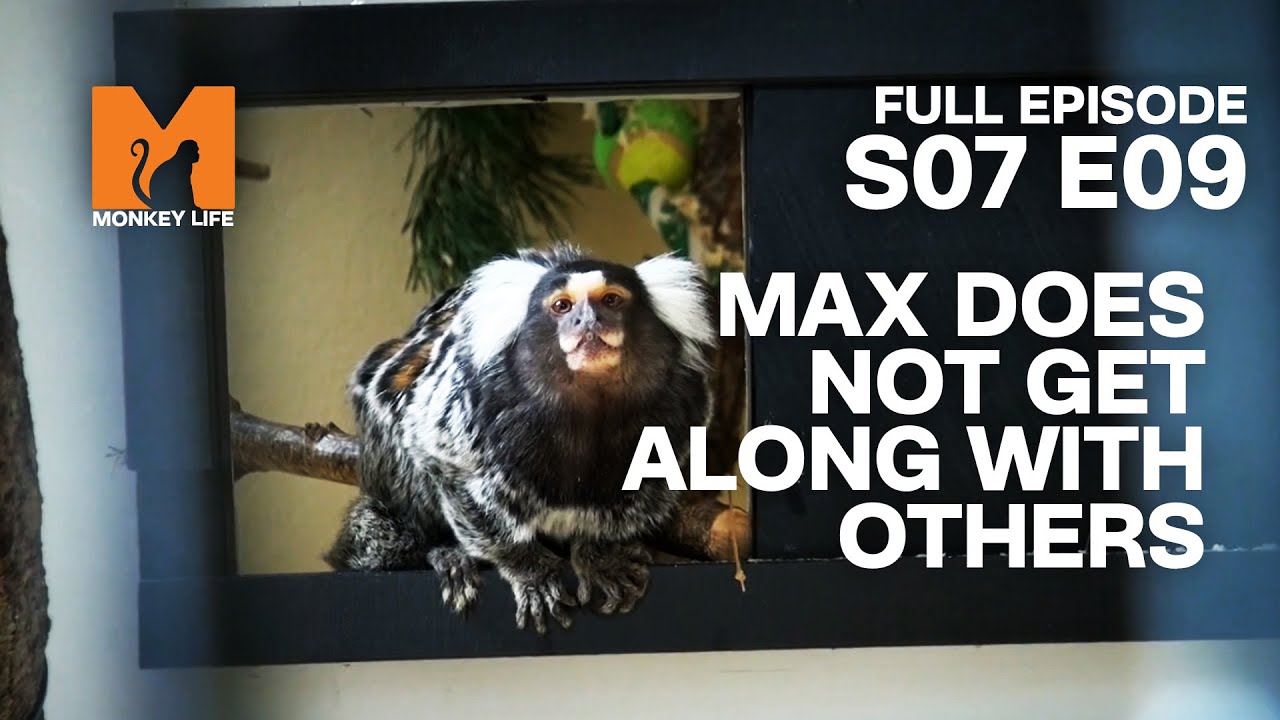 Mad Max Has A New Cellmate | Season 7 Episode 9 | Full Episode | Monkey Life