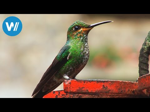 Video: Erleben Sie Costa Rica