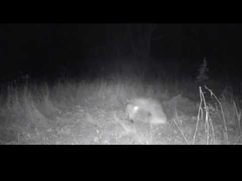 Fox vs Coyote - Fight Caught on Camera (Trapping)