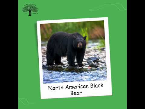 🐼  Bears – 8 Species Mnemonic (Bear NAAPPSS)