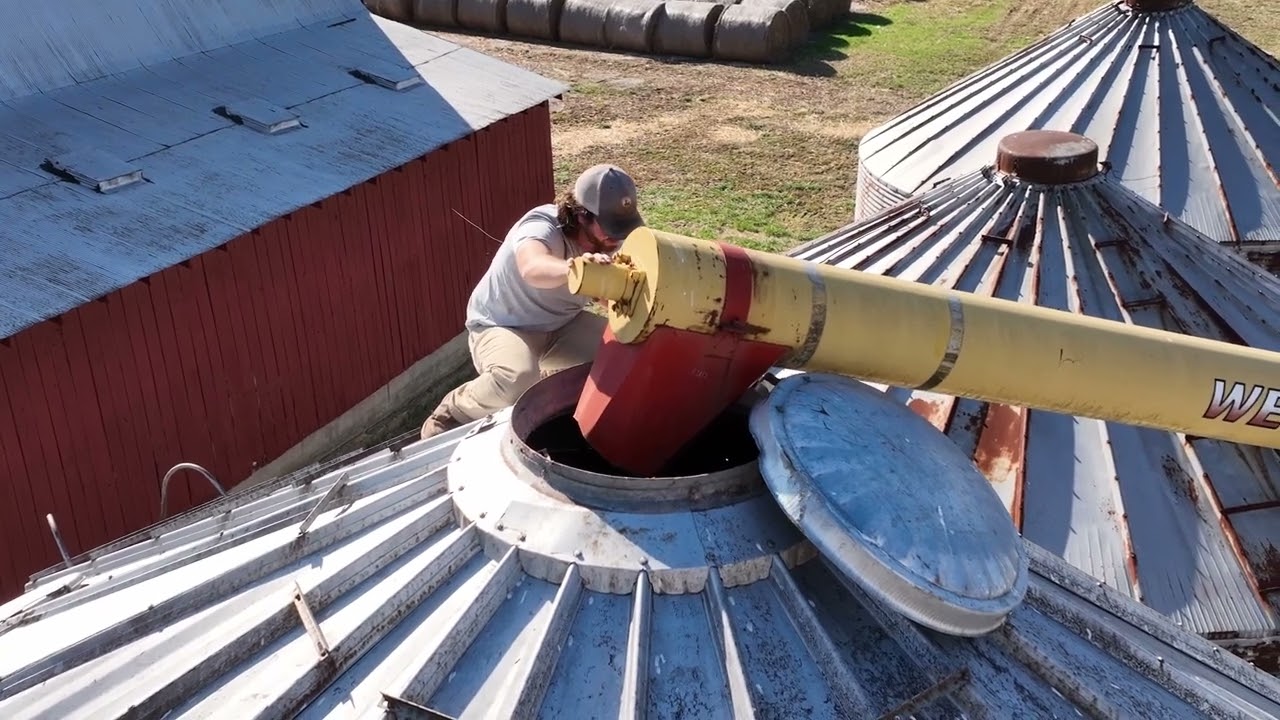 Loading corn into bin