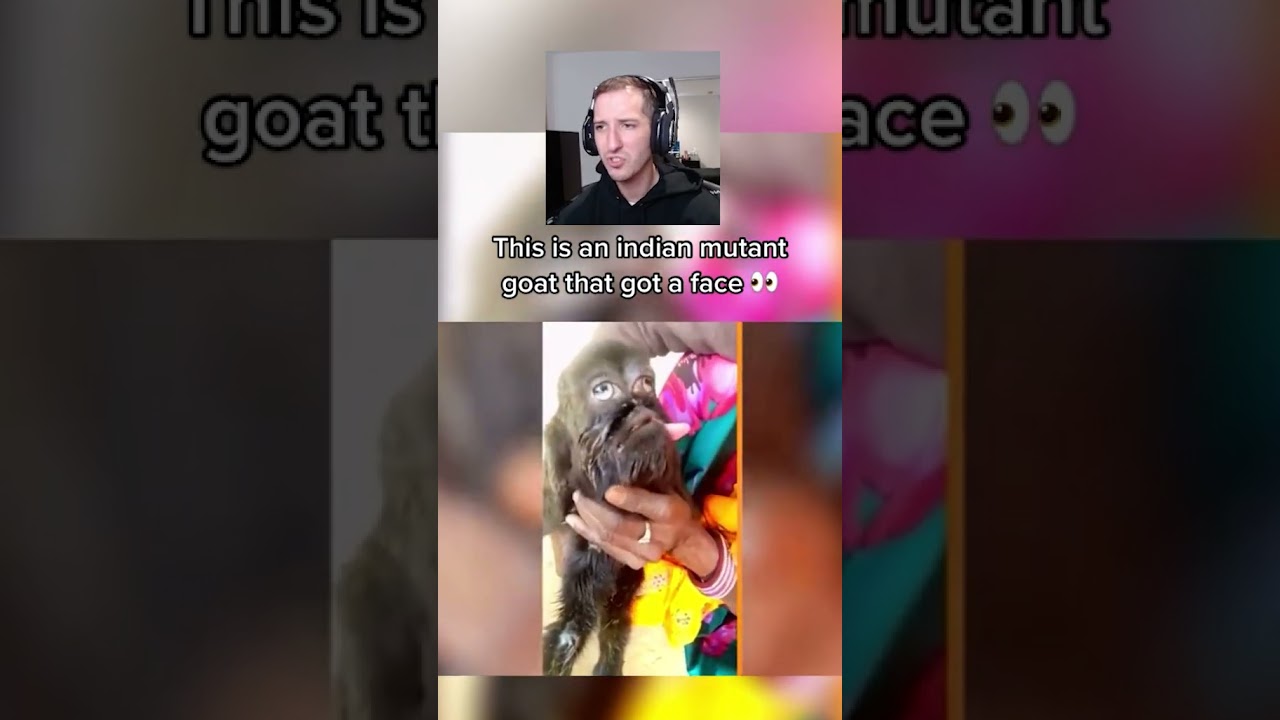 Animals That Have Human Faces