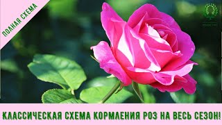 Классическая схема кормления роз на весь сезон! Питомник 🌹 и 🌲 Е. Иващенко