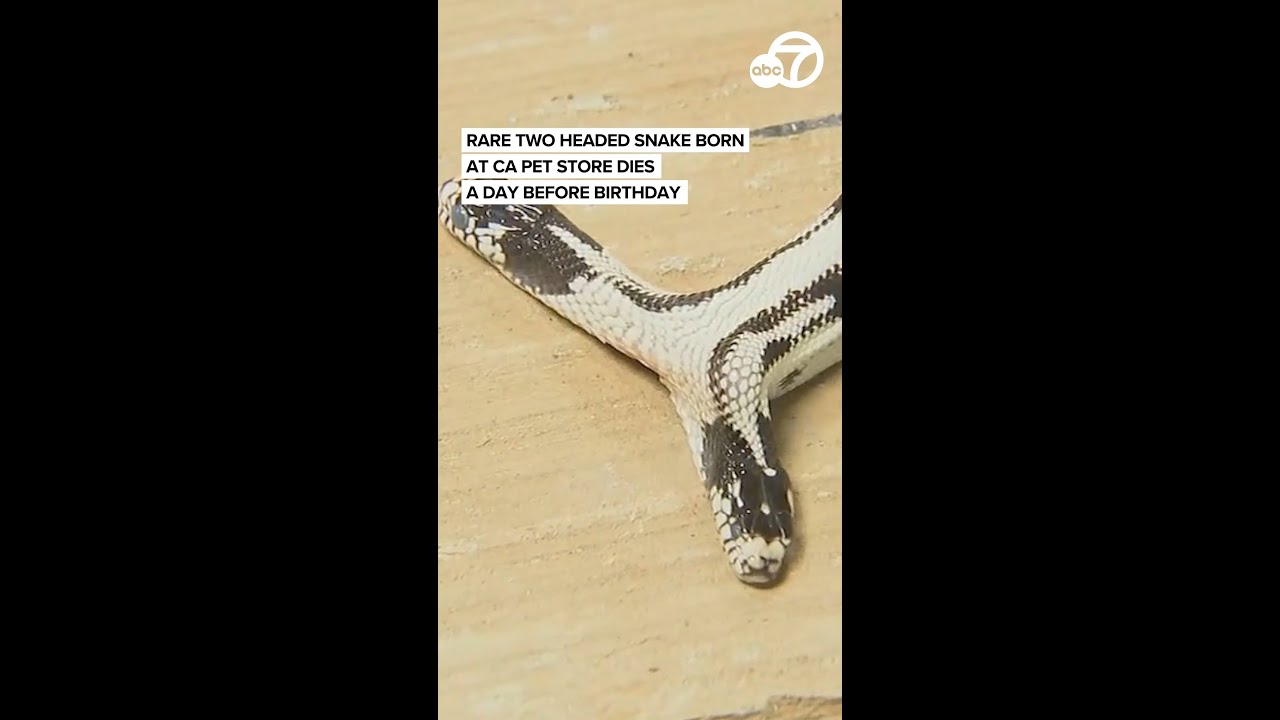 Rare two-headed snake born at CA pet store dies a day before birthday