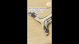 Rare two-headed snake born at CA pet store dies a day before birthday