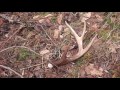 Another Great Find of a Shed Deer Antler! Another Great Find of a Shed Deer Antler!