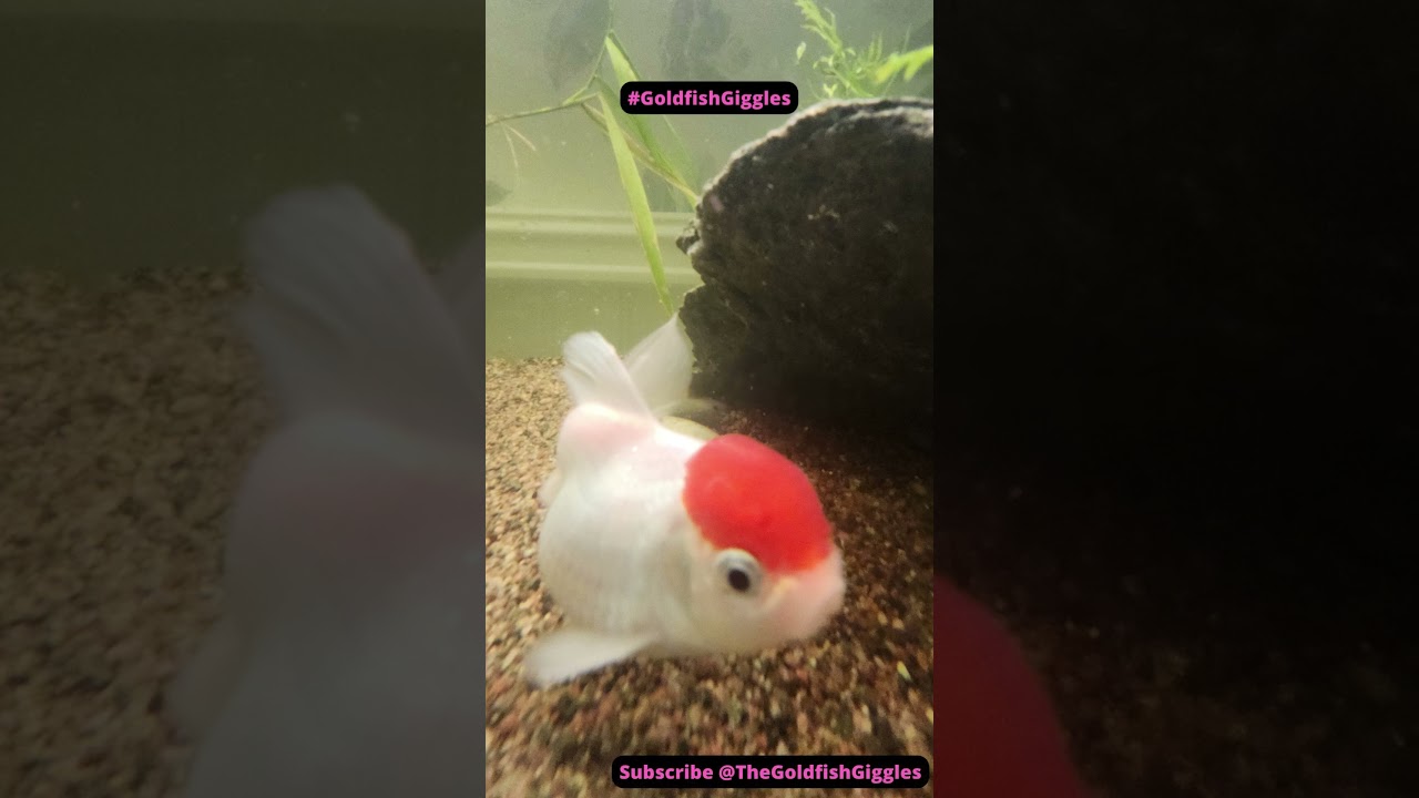 Why don't goldfish perform in orchestras? #10