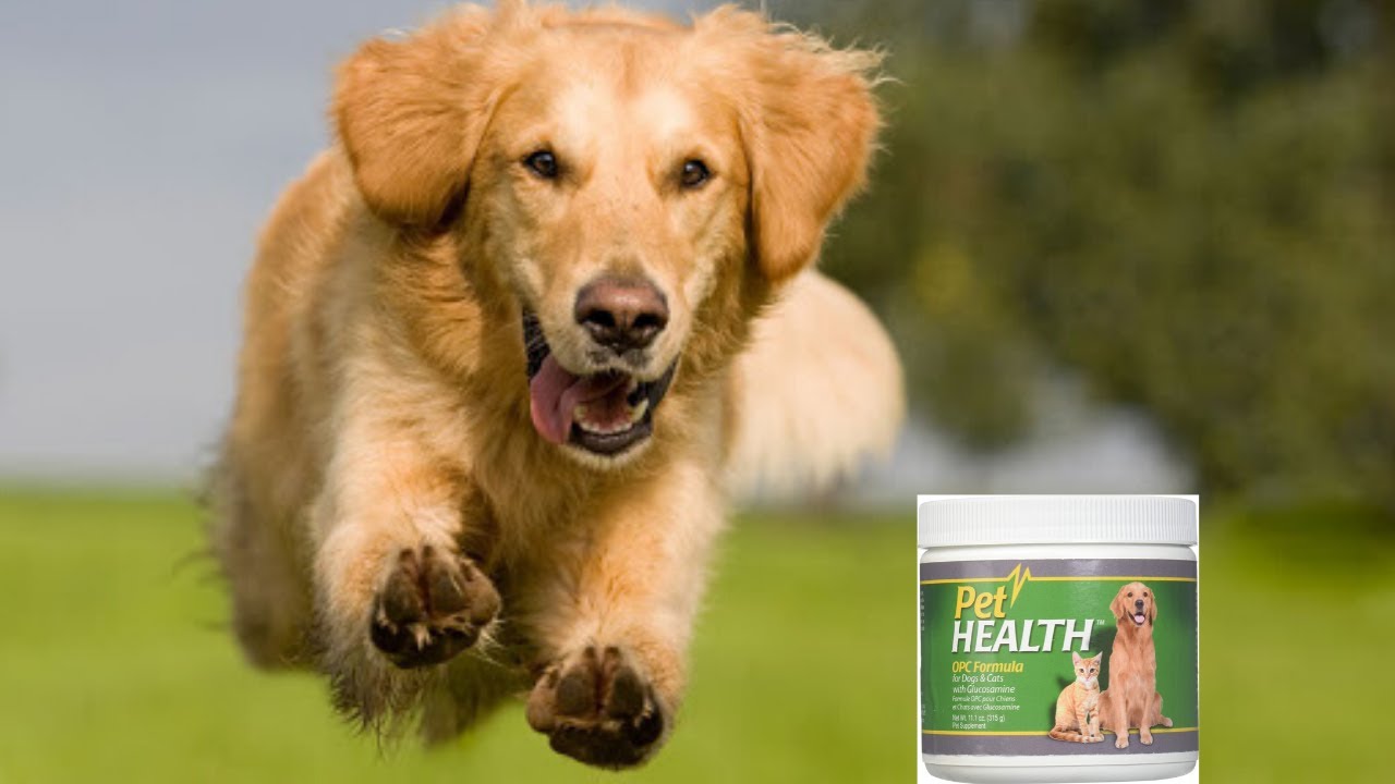 Glucosamine For Dogs Pet Health OPC YouTube