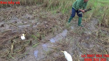 Cách cắm que bẫy cò chuyên nghiệp