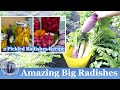 Amazing Big Radishes Harvest l 2 Delicious QUICK Pickled Radishes Recipes