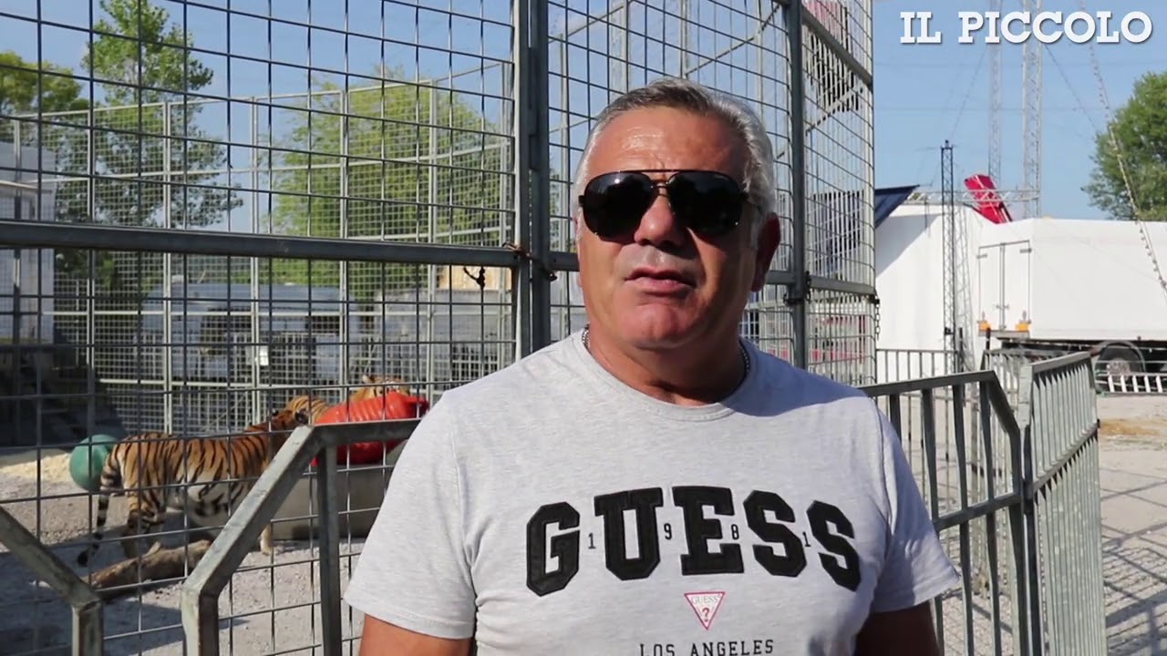 Il circo Orfei torna a Monfalcone, le tigri sono esonerate a causa della loro età