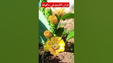 سورة.طه.علاء.عقل #سورة_طه #علاء_عقل #اكسبلور #quran #duet #ترند #لايك احترم.القران.دقيقة #في