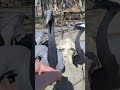 Demoiselle cranes up close and personal #zoo #animals #birds