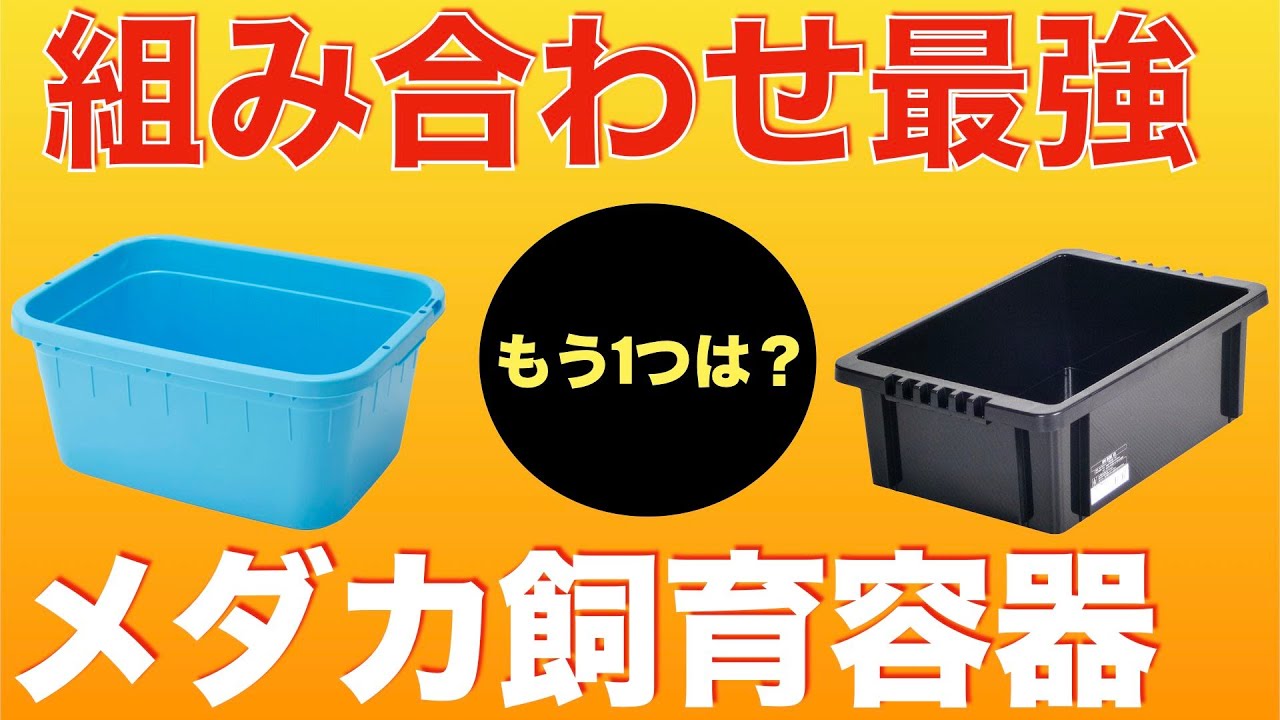メダカを飼育するならこの容器の組み合わせが最強です！ - YouTube