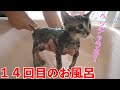 猫カビ対策で沢山お風呂入って慣れてしまった子猫がこちら【保護猫】