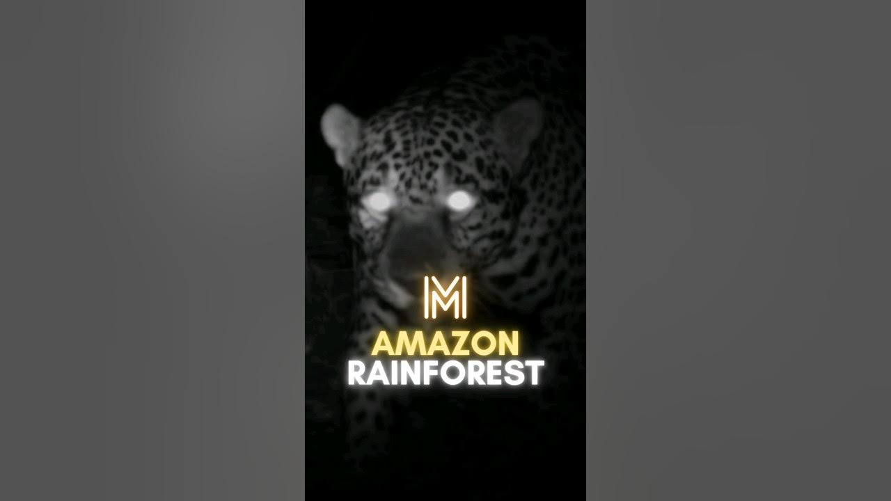 The dangers of the amazon rainforest 😳 YouTube