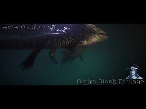 Alligator Reproduction 0102 Time Lapse