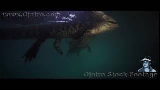 Alligator Reproduction 0102 Time Lapse