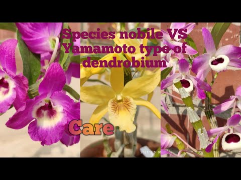 Video: Dendrobium Nobile Orchidee (50 Foto's): Regels Voor Thuiszorg, Methoden Voor Het Vermeerderen Van Orchideeën. Wat Te Doen Na De Bloei? Subtiliteiten Van Transplantatie