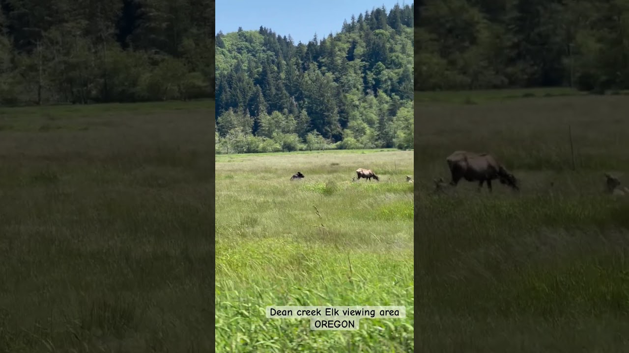 Dean creek Elk viewing area Oregon