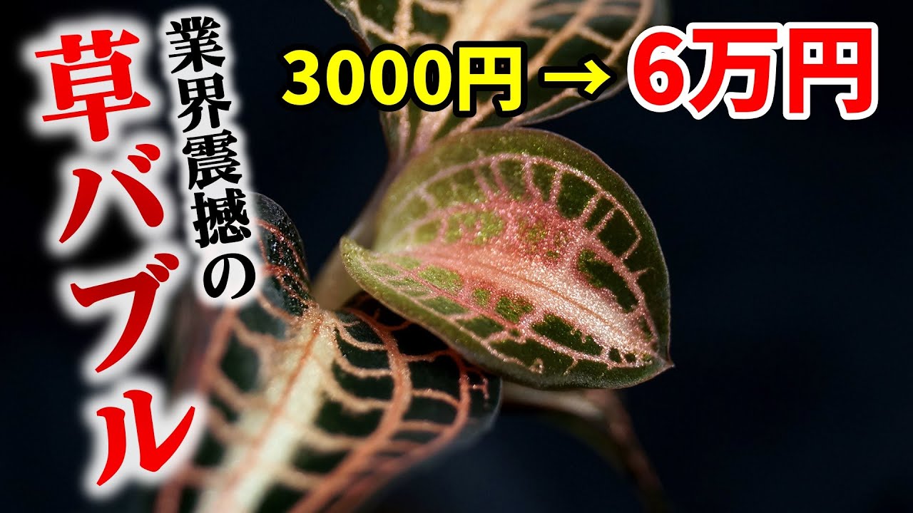 あの観葉植物の値段がとんでもないことに！【洋蘭】【ジュエルオーキッド】
