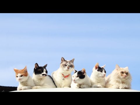 青空の6匹の猫　220105