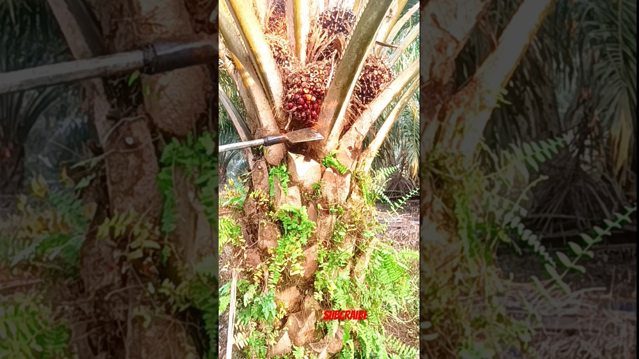 Cara Mengunakan Dodos Sawit Yang Benar.!  