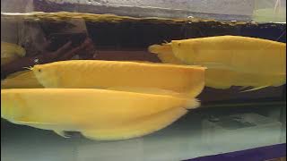 Arwana silver albino mata merah