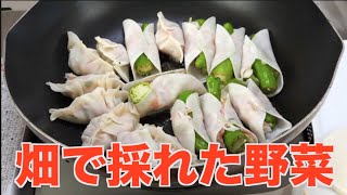畑で採れたししとうを丸ごと餃子に包む！