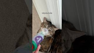 My Cat Had An Asthma Attack
