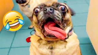 Best Animal Videos 2023 😇 - Funniest Dogs 🐶 And Cats 😺 by Funny Animals' Life 65,247 views 11 months ago 11 minutes, 55 seconds