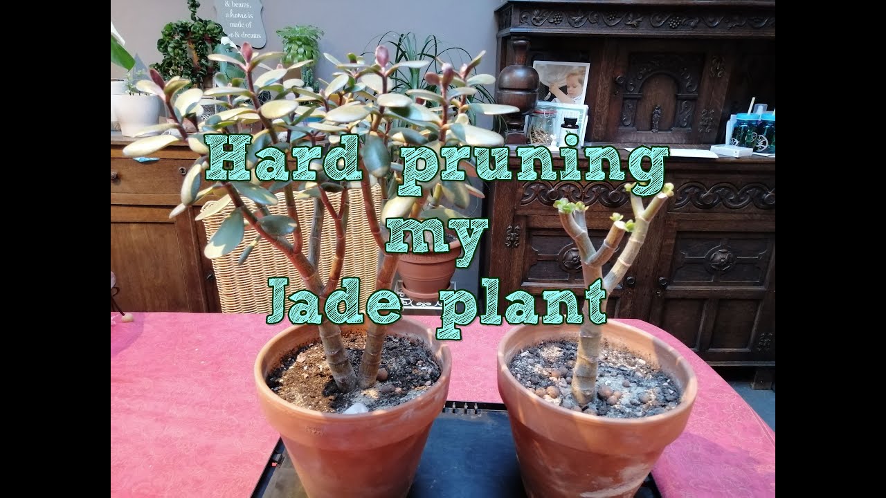 Hard pruning my Jade plant YouTube