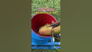 Băm nhỏ thân cây chuối trong 20 giây quá là đơn giản với Máy băm chuối đa năng Bình Minh
